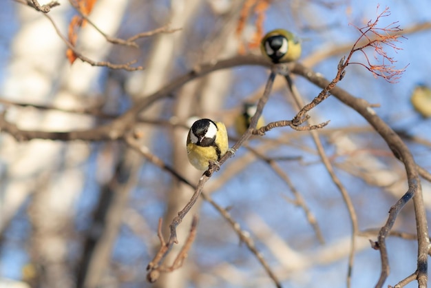 A beautiful little blue bird sits on a branch in winter and flies