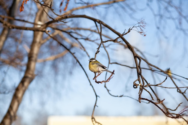 A beautiful little blue bird sits on a branch in winter and flies