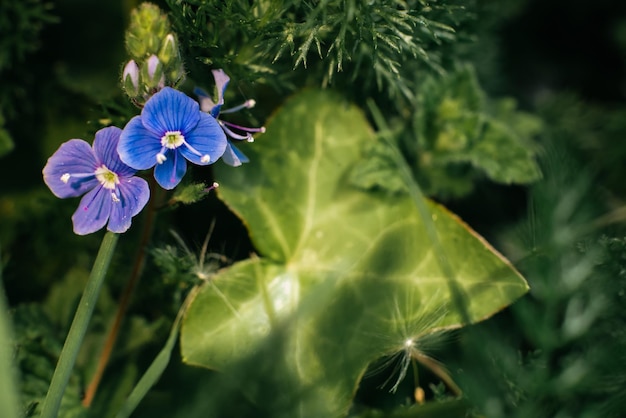 Beautiful little blue flowers veronica in summer