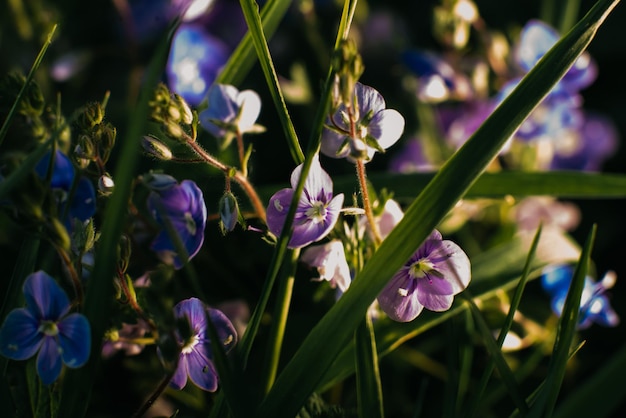 Beautiful little blue flowers veronica in summer