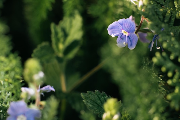 Beautiful little blue flowers veronica in summer