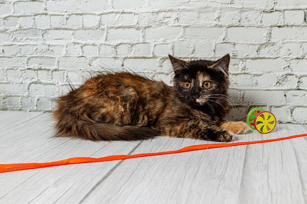 Beautiful little cat girl on a background of a brick wall