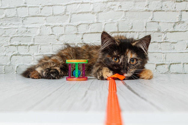 Beautiful little cat girl on a background of a brick wall