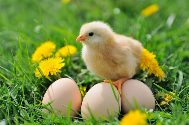 Beautiful little chicken on green grass