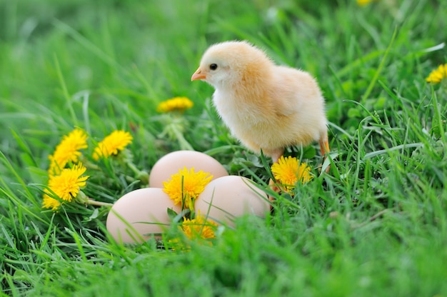 Beautiful little chicken on green grass