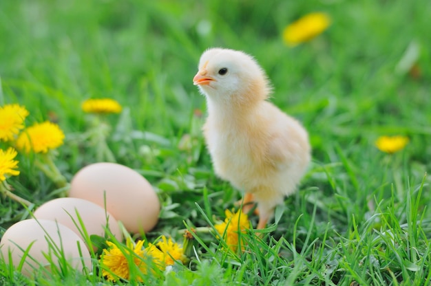 Beautiful little chicken on green grassxA