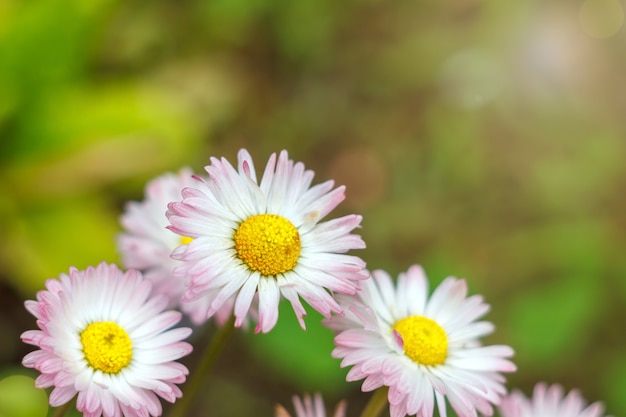 Beautiful little flowers on a natural background.