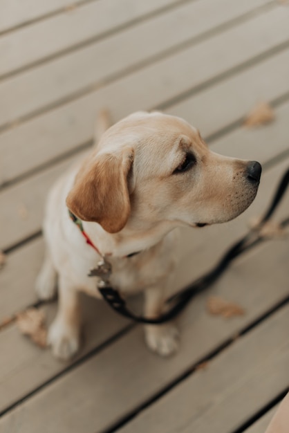 Beautiful little labrador puppy on a leash