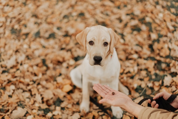 Beautiful little labrador puppy sitting in an autumn park among yellow leaves