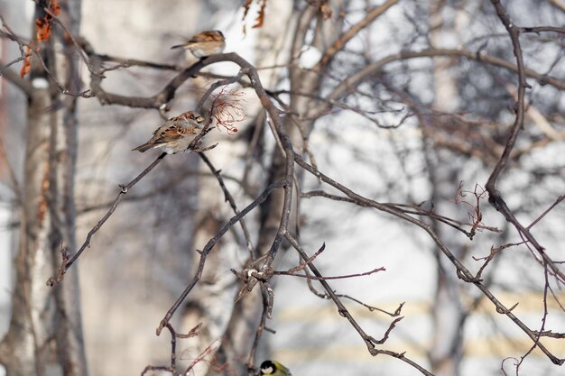 A beautiful little sparrow on a branch in winter and flies for food. Other birds are also sitting