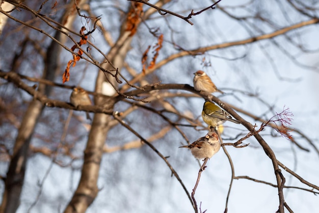 A beautiful little sparrow on a branch in winter and flies for food. Other birds are also sitting