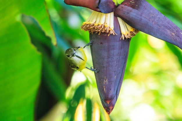 Beautiful little spiderhunter 