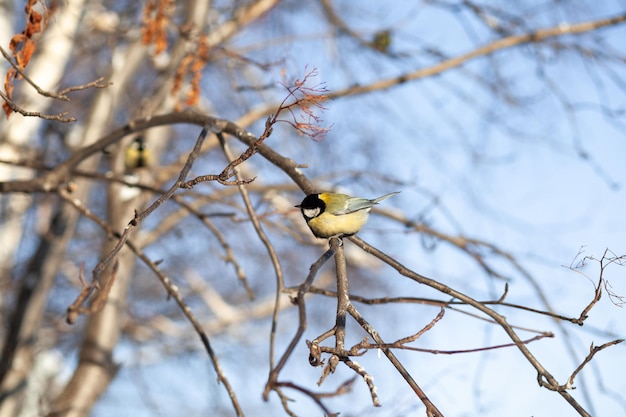 beautiful little titmouse sits on a branch in winter and flies for food Other birds are also sitting