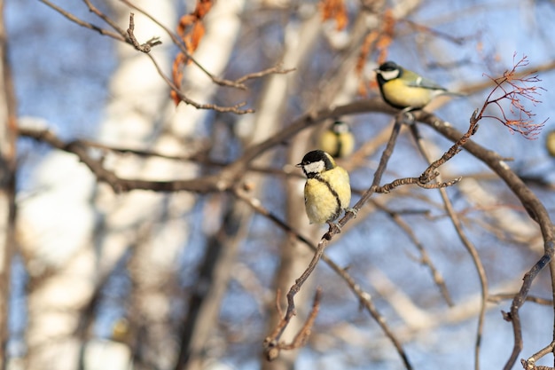 beautiful little titmouse sits on a branch in winter and flies for food Other birds are also sitting