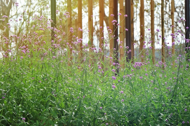 Beautiful little violet flower with green leaves and bamboo fence in sunlight of spring time 