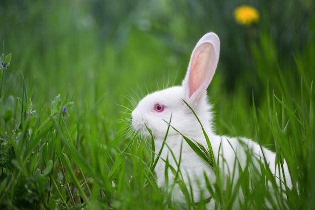 Beautiful little white rabbit in the grass