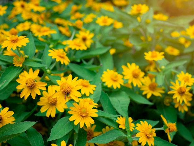 beautiful Little Yellow Star flower (Melampodium divaricatum) on green garden background