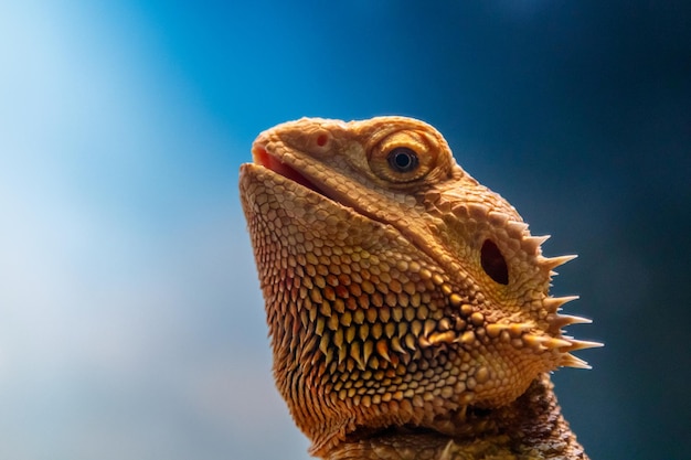 Beautiful Lizard Bearded Agama Pogona vitticeps