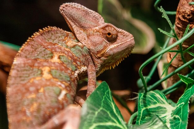 Beautiful lizard of the Yemen Chameleon Veiled Chameleon Chamaeleo calyptratus