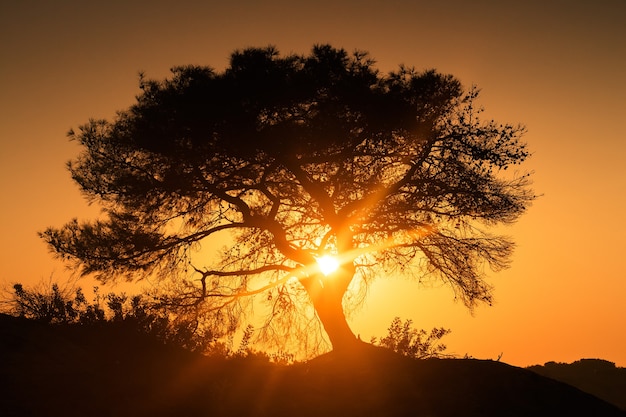 Beautiful lone tree greets the sunrise surrounded