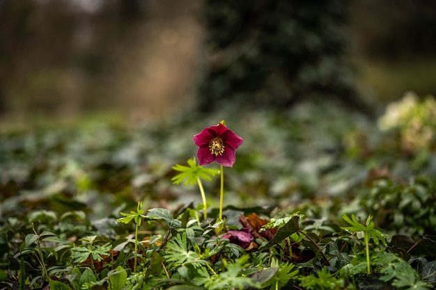 Beautiful lonely helleborus flower in a fabulous atmosphere