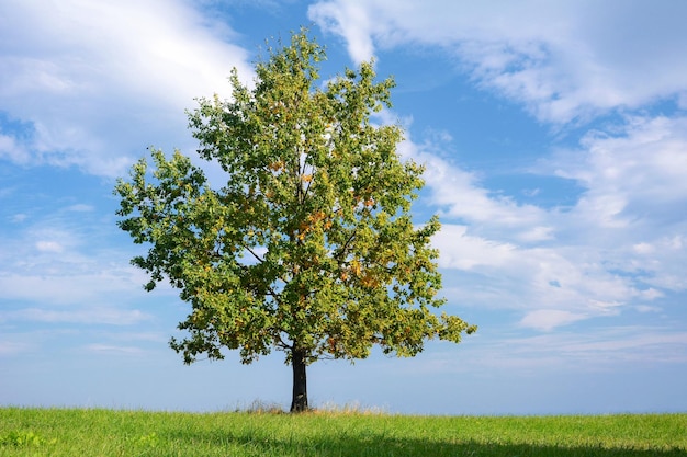 Beautiful lonely oak with colorful autumn leaves on a green meadow on a sunny day high details