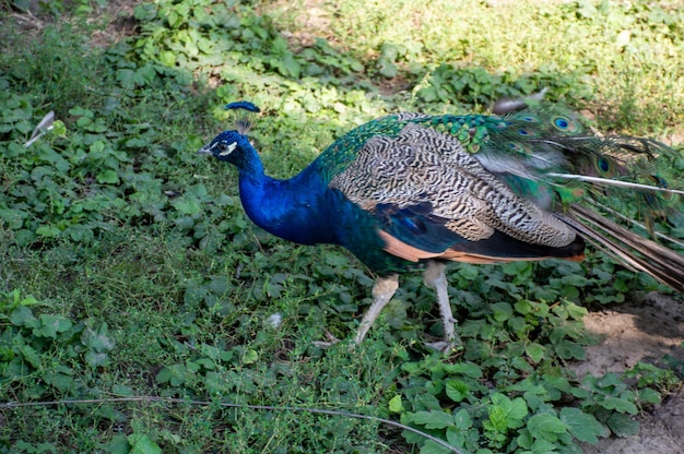 A beautiful and lonely peacock walks in the reserve