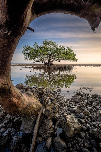 Beautiful lonely tree on the beach in the morning