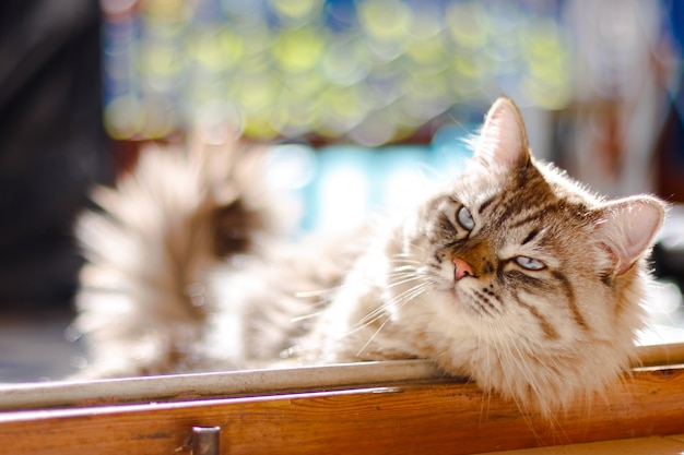 Beautiful long haired cat with blue eyes sitting on a balcony and having sun