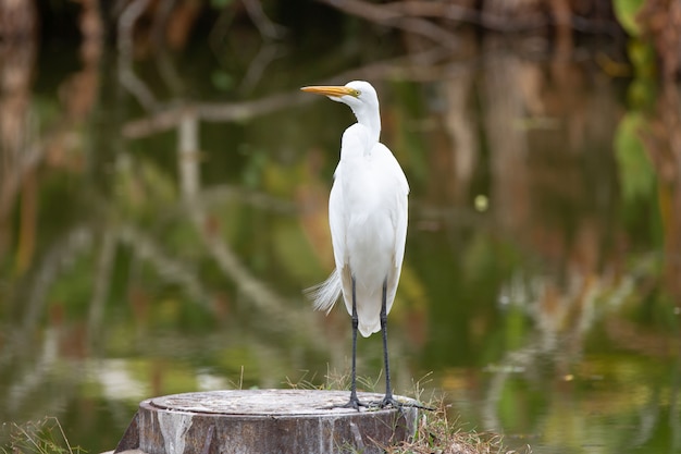 Beautiful long white heron in the park hunting fish