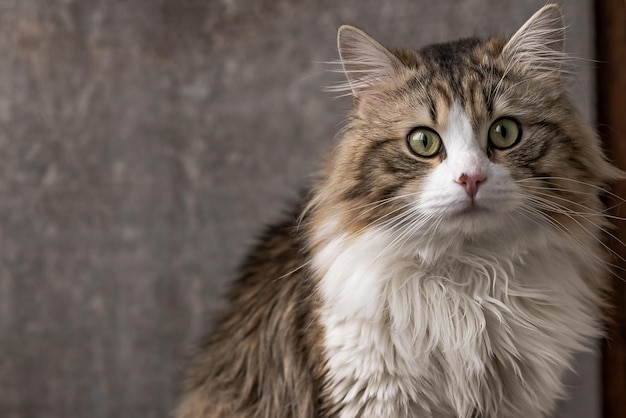 Beautiful longhaired cat with a white chest big green eyes and a pink nose looks at the camera closeup