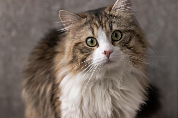 Beautiful longhaired cat with a white chest big green eyes and a pink nose looks at the camera posing place for text