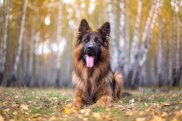 Beautiful longhaired German Shepherd dog lying in the autumn forest male with long wool