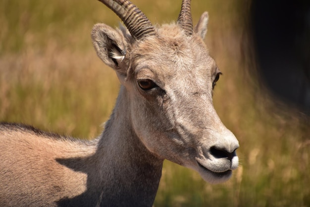 Beautiful look into the face of a bighorn sheep