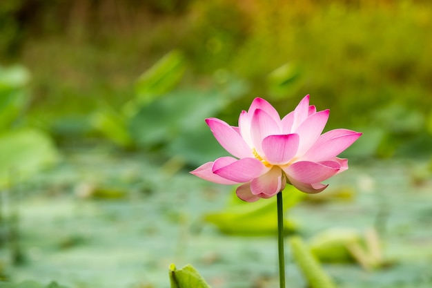 Beautiful lotus flower in blooming