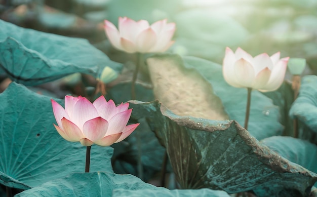 Beautiful lotus flower blossom with sunshine in pond