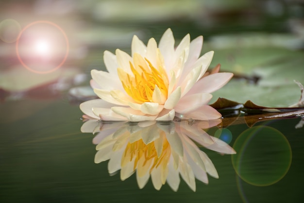 Beautiful lotus flower in pond,The symbol of the Buddha, Thailand.