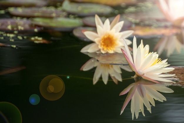 Beautiful lotus flower in pond,The symbol of the Buddha, Thailand.