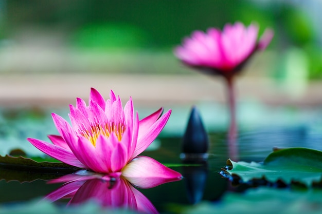 Beautiful lotus flower on surface of pond