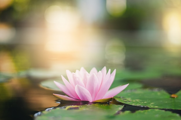 Beautiful lotus flower on the water after rain in garden.