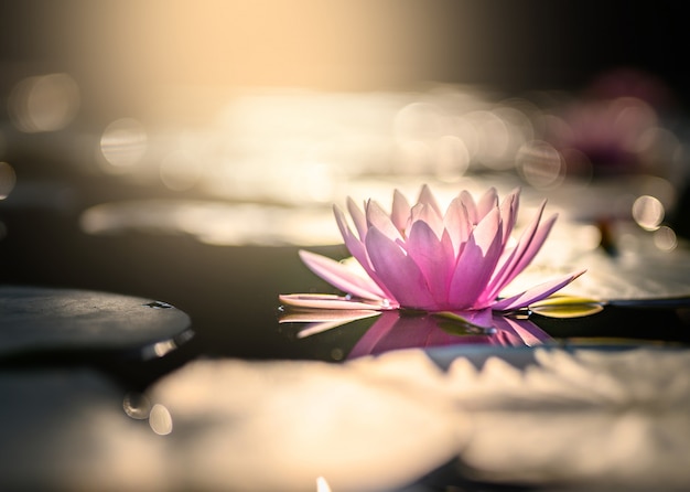 Beautiful lotus flower on the water after rain in garden.