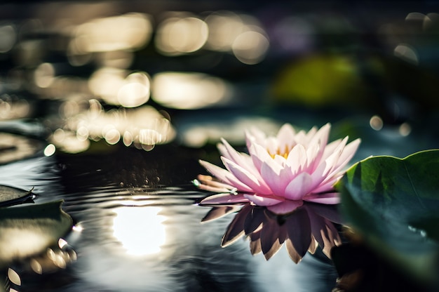 Beautiful lotus flower on the water after rain in garden.