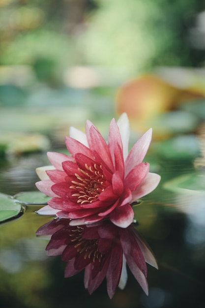 Beautiful lotus flower on the water after rain in garden.