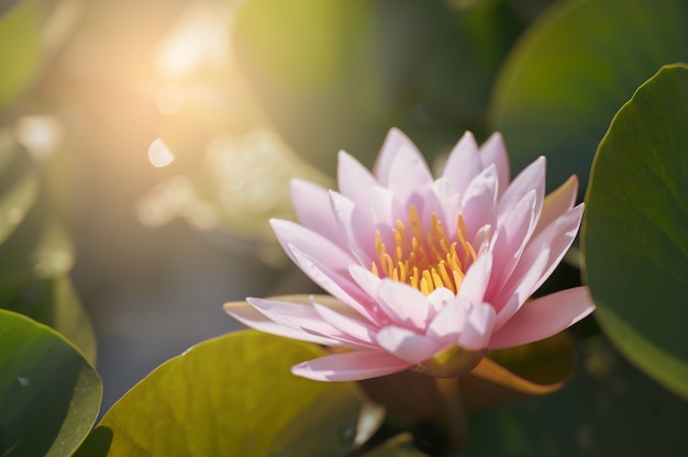 Beautiful lotus flower on the water in garden.