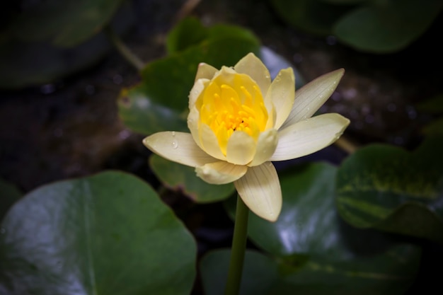 Photo beautiful lotus flower or waterlily.