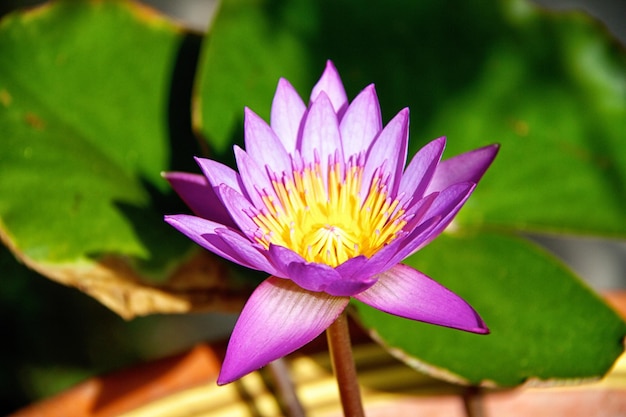 Beautiful Lotus Flower