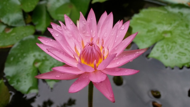 beautiful lotus flower