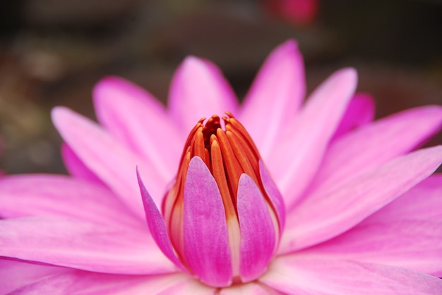 beautiful lotus flowers are in bloom