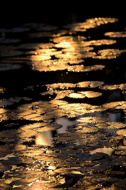 Beautiful Lotus leaf reflecting with sunset.