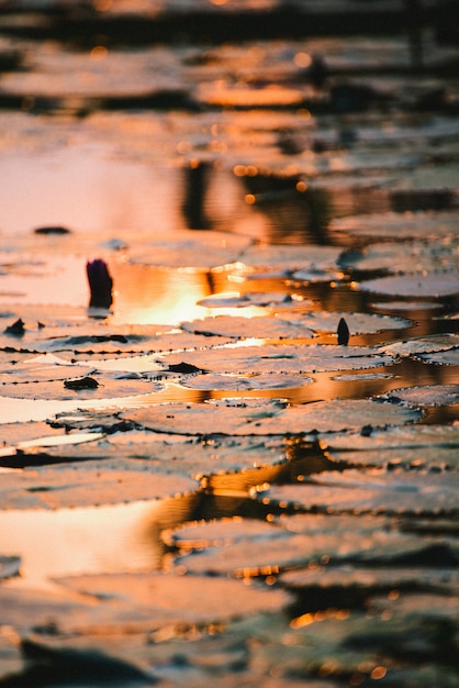 Beautiful Lotus leaf reflecting with sunset.